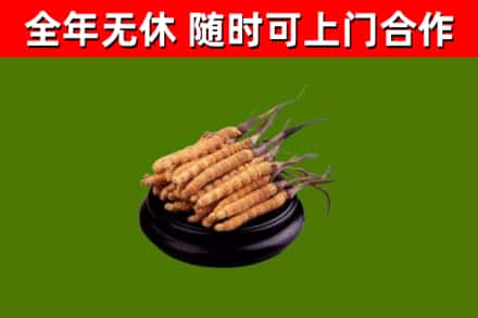 版纳烟酒回收冬虫夏草.jpg