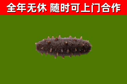 版纳烟酒回收干海参.jpg